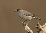 Moenchsgrasmuecke-eurasian_blackcap-Weibchen-09_04_2018.jpg