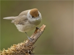 Moenchsgrasmuecke-eurasian_blackcap-Weibchen-16_April_2017.jpg