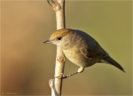 Moenchsgrasmuecke-eurasian_blackcap-Weibchen-1_Oktober_2015.jpg