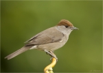 Moenchsgrasmuecke-eurasian_blackcap-Weibchen-24_05_2017.jpg