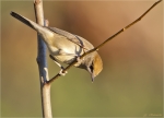 Moenchsgrasmuecke-eurasian_blackcap-Weibchen-Oktober_2015.jpg