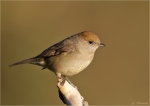 Moenchsgrasmuecke-eurasian_blackcap-Weibchen_in_der_Abendsonne.jpg
