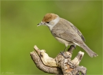 Moenchsgrasmuecke-eurasian_blackcap-female-24_04_2018.jpg