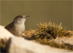 Moenchsgrasmuecke-eurasian_blackcap-female-April_2020.jpg