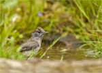 Moenchsgrasmuecke-eurasian_blackcap-female.jpg