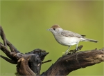 Moenchsgrasmuecke-eurasian_blackcap-weiblich-26_04_2018.jpg