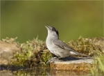 Moenchsgrasmuecke-eurasian_blackcap_Maennchen-23_04_2017.jpg