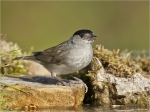 Moenchsgrasmuecke-maennlich-eurasian_blackcap-am_Wasser.jpg