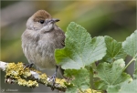 Moenchsgrasmuecke-weiblich-2012.jpg
