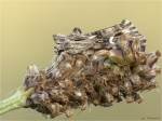 Moendcheneule-Calophasia_lunula-26_06_2017.jpg