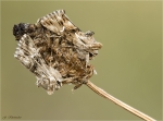 Moendcheneulen-Calophasia_lunula-11_07_2019.jpg