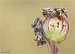 Moendcheneulen-Calophasia_lunula.jpg