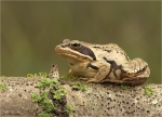 Moorfrosch-Rana_arvalis-28_09_2017.jpg