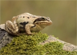 Moorfrosch-Rana_arvalis-28_September_2017.jpg
