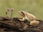 Moorfrosch-Rana_arvalis-Sept__2017.jpg