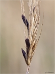 Mutterkorn-Claviceps_purpurea.jpg