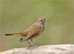 Nachtigall-August_2015-nightingale.jpg