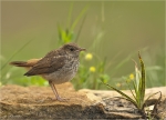 Nachtigall-Jungvogel-09_06_2020.jpg