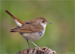 Nachtigall-Jungvogel-27_05_2015.jpg