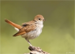 Nachtigall-Jungvogel-Mai_2015.jpg