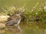 Nachtigall-Jungvogel-nightingale-27_06_2017.jpg