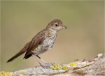 Nachtigall-Jungvogel-nightingale-Juli_2015.jpg