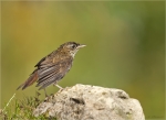 Nachtigall-Jungvogel-nightingale-frisch_gebadet.jpg