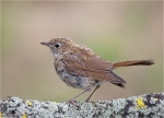 Nachtigall-Jungvogel_2015.jpg