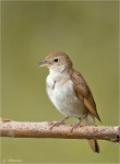 Nachtigall-Luscinia_megarhynchos-2014.jpg