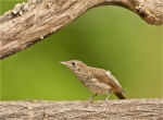 Nachtigall-Luscinia_megarhynchos-30_06_2016-Jungvogel.jpg