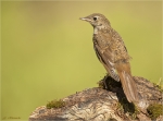 Nachtigall-Luscinia_megarhynchos-Jungvogel-01_07_2016.jpg