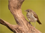 Nachtigall-Luscinia_megarhynchos-Jungvogel-04_Juli_2016.jpg
