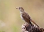 Nachtigall-Luscinia_megarhynchos-Jungvogel_aus_2015.jpg