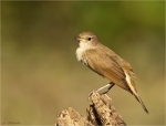 Nachtigall-Luscinia_megarhynchos-nightingale-01_06_2017.jpg