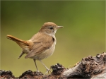 Nachtigall-nightingale-04_06_2017.jpg