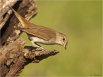 Nachtigall-nightingale-05_Juni_2017.jpg