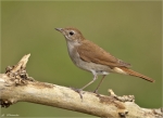 Nachtigall-nightingale-06_06_2015.jpg