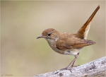 Nachtigall-nightingale-08_07_2015.jpg