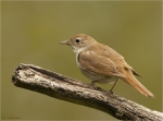 Nachtigall-nightingale-12_06_2016.jpg