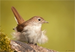 Nachtigall-nightingale-16_06_2016.jpg