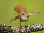 Nachtigall-nightingale-17_06_2017.jpg