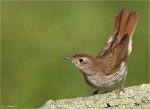 Nachtigall-nightingale-20_05_2015.jpg