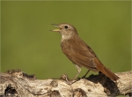 Nachtigall-nightingale-20_06_2017.jpg