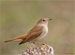 Nachtigall-nightingale-20_08_2015.jpg