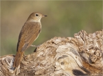 Nachtigall-nightingale-20_August-2015.jpg