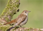 Nachtigall-nightingale-23_06_2015.jpg