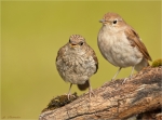 Nachtigall-nightingale-Altvogel_und_Jungvogel-02_07_2016.jpg