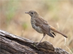 Nachtigall-nightingale-Jungvogel-18_07_2015.jpg