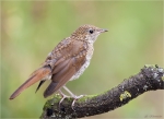 Nachtigall-nightingale-Jungvogel-23_07_2015.jpg