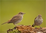 Nachtigall-nightingale-Jungvogel_und_Altvogel.jpg